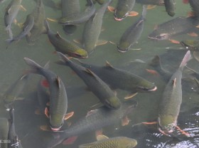 Image: God fish cave thousands of children change color according to the weather