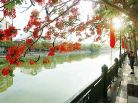 Image: Hải Phòng's most beautiful season