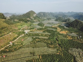 Image: Moc Chau organizes plum picking festival