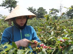 Image: Arabica Khe Sanh coffee gradually captures the US market