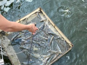 Image: Clean shrimp farming using herbs: Sustainable, increased profits
