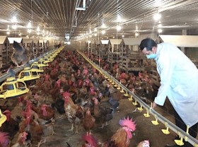 Image: Forming disease-free zones for exporting animal products