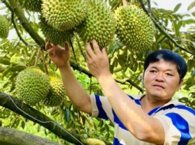 Image: Fruit prices return to stability