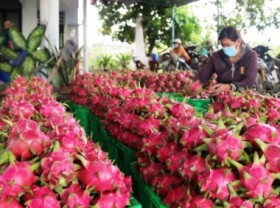 Image: Indian businesses seek to export foods processed in Vietnam back to home country
