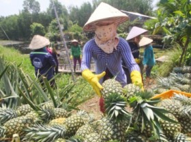 Image: Investment in agriculture, rural: Pineapples in the west