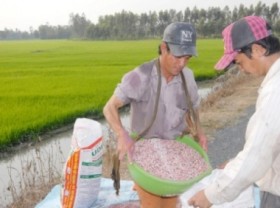 Image: MARD proposes law amendment as fertilizer price surge