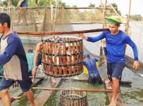 Image: Price rise of tra fish in Mekong Delta becomes both a joy and bother