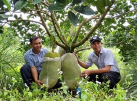 Image: Quintessence of Vietnamese agricultural products: jackfruit