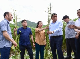 Image: Ramie - potential choice for mountainous farmers' staple crop
