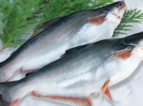 Image: Shrimp and pangasius are in the US's top 10 most consumed seafood