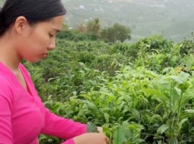 Image: Vietnamese tea and coffee have potential to enter the Indian market