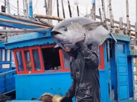 Image: Vietnamese tuna has an impressive return to the Saudi Arabian market