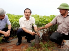 Image: World's largest rubber seed farm in Dong Nai province