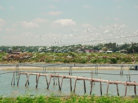 Image: One day trip to Tan Phu Dong islet