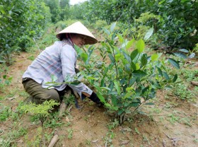 Image: Restoration of tea varieties in the French period