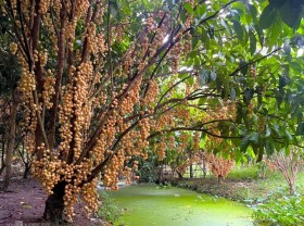 Image: Strawberry garden covered with fruit from root to branch in Can Tho