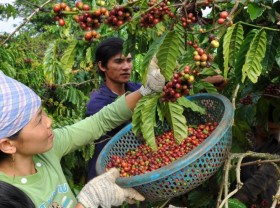 Image: Exports of coffee, rice and seafood up 38-50 percent