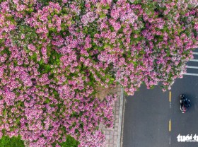 Image: In early summer, come to Bao Loc to see the pink phoenix on the street corner