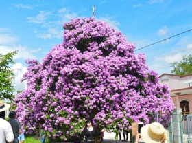 Image: The ‘divine’ mausoleum tree in Binh Thuan has blossomed