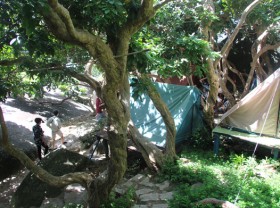 Image: Camping under 100-year-old longan trees: an unforgettable experience in Vietnam's Kien Giang Province