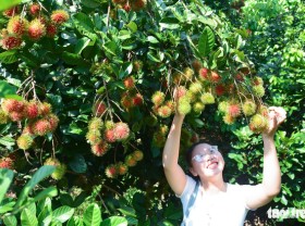 Image: Check out these orchards in Vietnam's Long Khanh City
