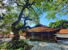Image: Luscious lychees a big draw for Bắc Giang tourists