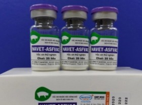 Image: African swine fever vaccine to cost 35,000 VND/dose