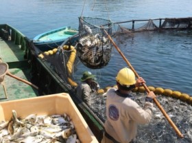 Image: Institute in Khanh Hoa province masters the yellowfin pompano breeding technology