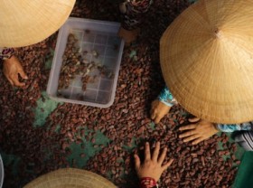Image: Opportunity for Vietnam to become a prominent cocoa producer