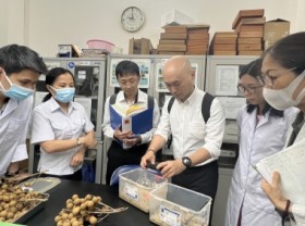 Image: Procedures to export longan to Japan are rapidly finalized