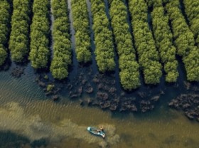 Image: Strengthening resilience of ​​Mekong Delta coasts with mangrove