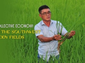 Image: The respected cooperative director in Kien Giang