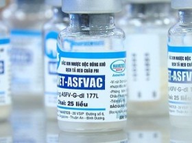 Image: Vietnam becomes 1st country to authorise commercial circulation of African swine fever vaccine