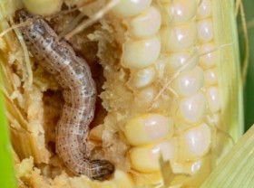 Image: Vietnam to become a model in the prevention of Fall Armyworm