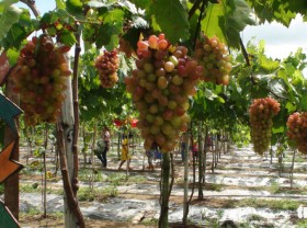 Image: This grape orchard in Vietnam's Mekong Delta is a mecca for tourists