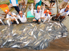 Image: Tra fish exports surge, reflecting post-pandemic recovery