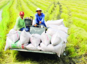 Image: Vietnam’s rice quality improves, as does its export price