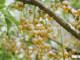 Image: Check out these burmese grape gardens in Mekong Delta’s Can Tho City