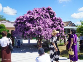 Image: The mausoleum tree attracts visitors in Binh Thuan