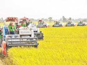 Image: Building brand name for Vietnamese rice