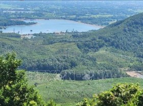 Image: Forestry production value targeted to grow 5.5% annually in next five years
