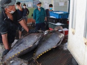Image: Tuna export expected to hit over 1 billion USD in 2022