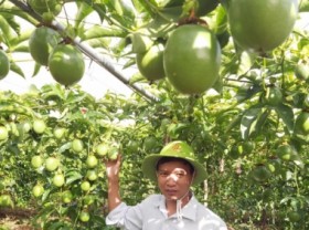 Image: China to officially import passion fruit: Opportunity to expand