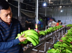 Image: One who revives the Laba banana legend