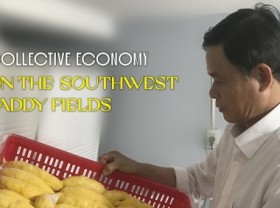 Image: Ones who ‘revived’ agricultural cooperatives in Tien Giang