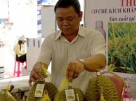 Image: Standardized quality so Vietnamese durian can compete
