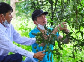 Image: The massive export potential of Vietnam's macadamia