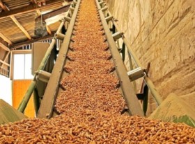 Image: The price of planted forest wood increases to the highest level ever
