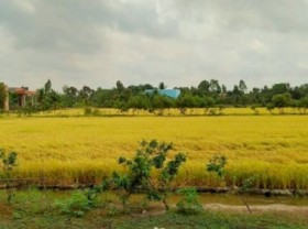 Image: Vietnamese rice seeks to expand market share in the UK