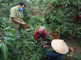 Image: Bac Giang targets developing key agricultural products